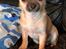 Chihuahua Hello World Duck Quacks Don't Echo
