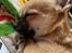 Chihuahua Hello World Duck Quacks Don't Echo