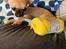 Chihuahua Hello World Duck Quacks Don't Echo