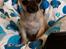 Chihuahua Hello World Duck Quacks Don't Echo