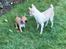 Chihuahua Hello World Duck Quacks Don't Echo