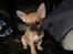 Chihuahua Hello World Duck Quacks Don't Echo