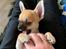 Chihuahua Hello World Duck Quacks Don't Echo