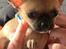 Chihuahua Hello World Duck Quacks Don't Echo