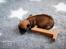 Chihuahua Hello World Duck Quacks Don't Echo
