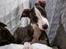 Whippet Selma - knap 12 uger gammel