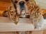 Amerikansk cocker spaniel Viggo Pedersen 