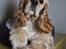 Amerikansk cocker spaniel Viggo Pedersen 