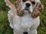 Amerikansk cocker spaniel Viggo Pedersen 