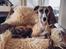 Whippet Dobby