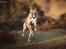 Whippet Dobby