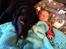 Labrador retriever Balder