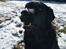 Labrador retriever Balder