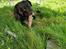 Labrador retriever Balder