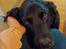 Labrador retriever Balder