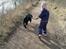 Labrador retriever Balder