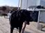 Labrador retriever Balder