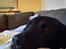 Labrador retriever Balder