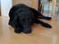 Labrador retriever Balder