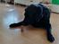 Labrador retriever Balder