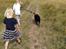 Labrador retriever Balder