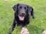 Labrador retriever Balder