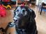 Labrador retriever Balder