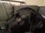 Labrador retriever Balder