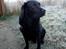 Labrador retriever Balder