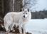 Blanding af racer Kodiak - foto: Tales by Sipo