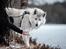 Blanding af racer Kodiak - foto: Tales by Sipo