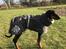 Dobermann Penny von Engelhardt - 5 mdr 