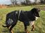 Dobermann Penny von Engelhardt - 5 mdr - nu kommer jeg :-)