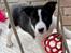 Border collie Miley