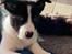 Border collie Miley