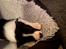 Border collie Miley