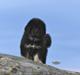 Tibetansk mastiff Diva