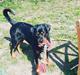 Rottweiler Bella
