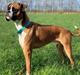 Boxer Spike (tidl hund)