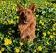 Australsk terrier Eddie 