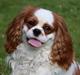 Cavalier king charles spaniel Team Hansen's New Creation (Kenzo)