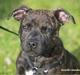 Staffordshire bull terrier Carla “Amaizing-Nelly”