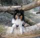 Shetland sheepdog Sheltiedream British Beloved Bizzy