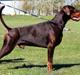 Dobermann Utah
