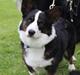 Welsh corgi cardigan Eddie