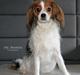 Blanding af racer Fiibi Himmelhund