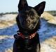 Australsk kelpie Makeelsa's Badass Bunji