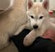 Siberian husky Phoenix (Special Effect Friendly Ghost)