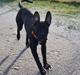 Blanding af racer Rocky the rotti corso