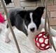 Border collie Miley
